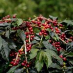 Kopi arabika kintamani menjadi salah satu komoditas perkebunan unggulan bali yang memiliki sejarah panjang dan kearifan lokal turun temurun